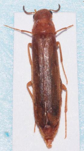 Elateroides dermestoides